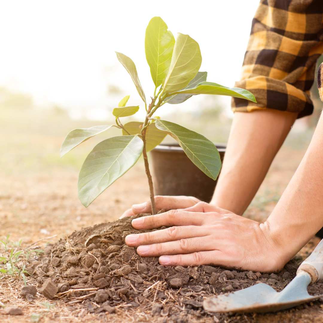 Sustainable Practices for Combating Climate Change: Effective Strategies for a Greener Future