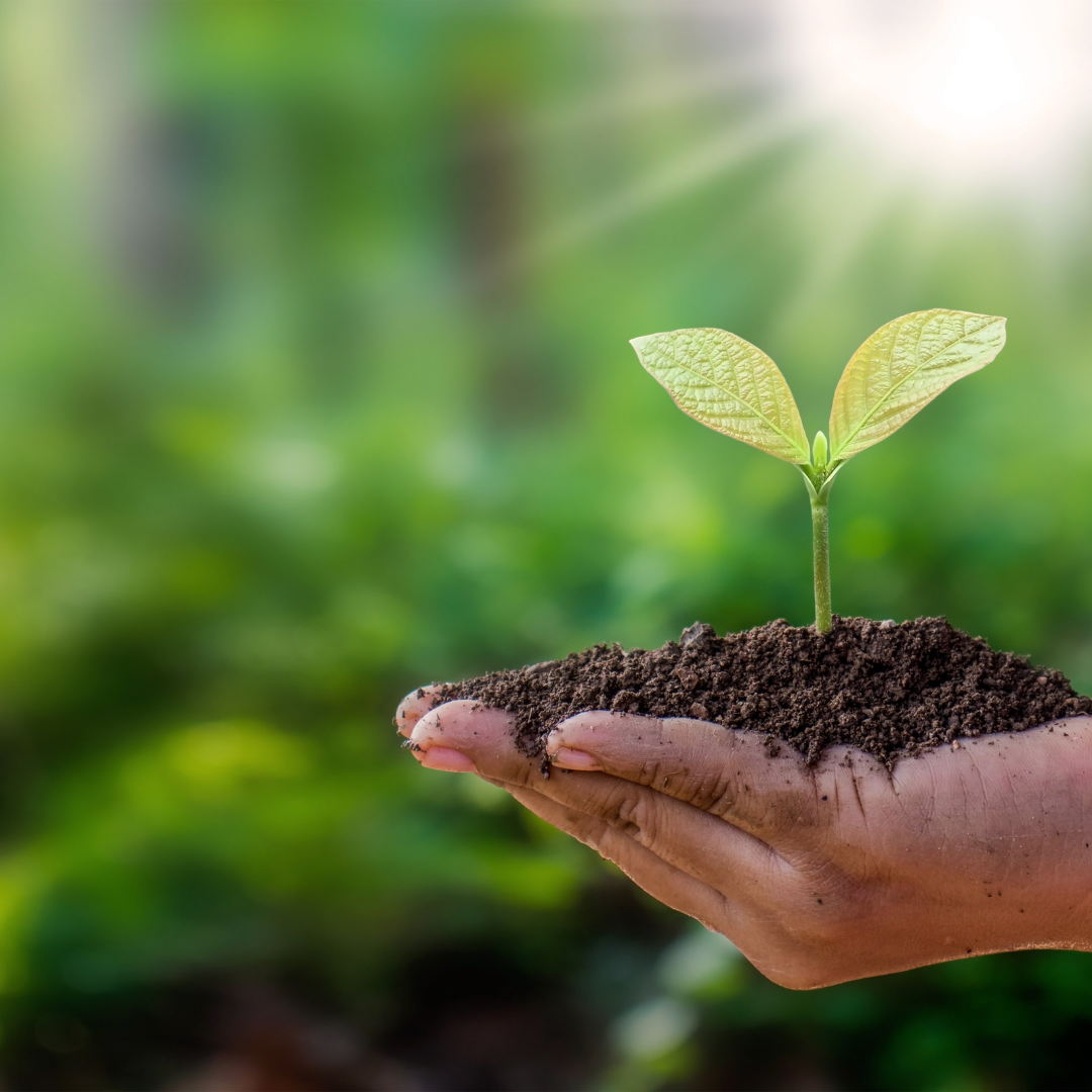 The Effects of Deforestation on Global Climate Change: Understanding the Environmental Impact